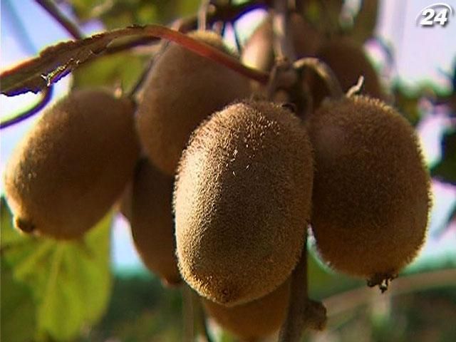 Ученые вывели в Крыму свой отдельный сорт киви Ученые вывели в Крыму свой отдельный сорт киви