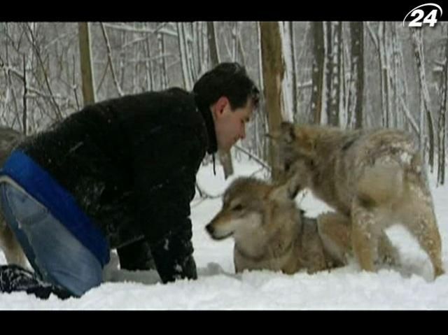 Как приручить хищника: история о том, как человек сживается с волками