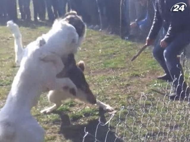 На Одещині людей розважають кривавими собачими боями На Одещині людей розважають кривавими собачими боями