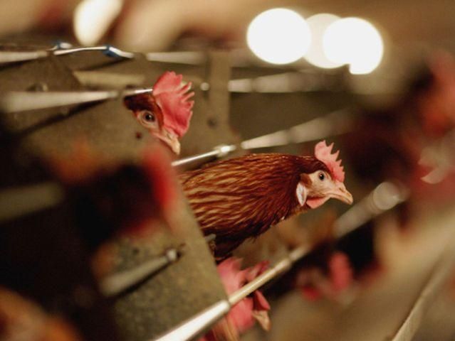 На фабриці з невідомих причин загинуло 17 тисяч птахів На фабриці з невідомих причин загинуло 17 тисяч птахів