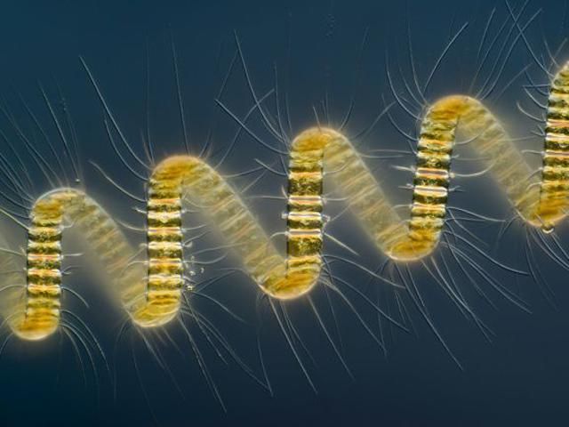 Неймовірні мікрофотографії з конкурсу Nikon Small World 2013 Неймовірні мікрофотографії з конкурсу Nikon Small World 2013