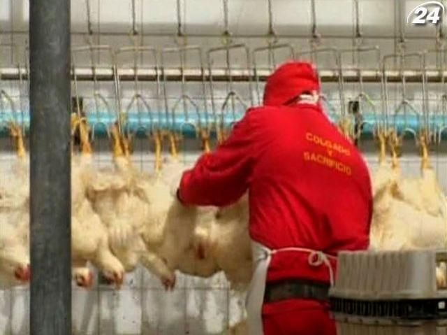 Україна почала поставки курятини до ЄС