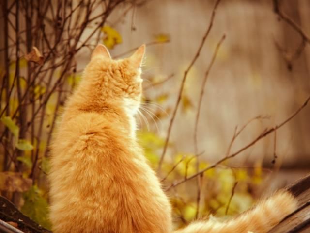 Завтра в Україні до +17 градусів Завтра в Україні до +17 градусів