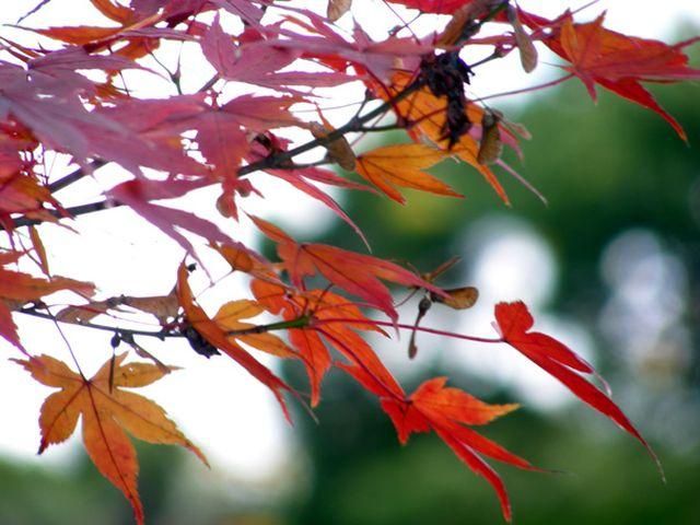 Початок тижня в Україні буде теплим - 4 листопада 2013 - Телеканал новин 24 Початок тижня в Україні буде теплим - 4 листопада 2013 - Телеканал новин 24