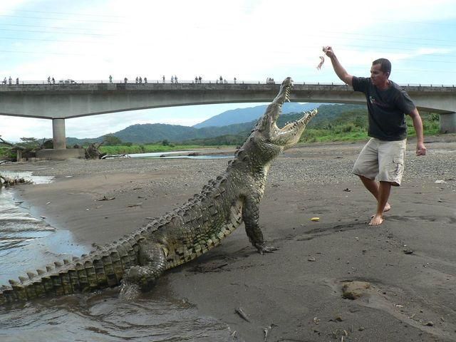 Безстрашний екскурсовод годує 5-тиметрових крокодилів (Фото)