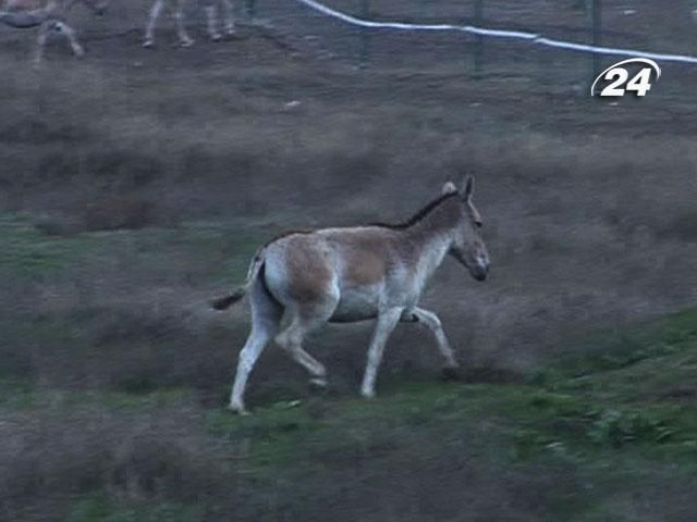 У Криму взялися відроджувати екосистему степів У Криму взялися відроджувати екосистему степів