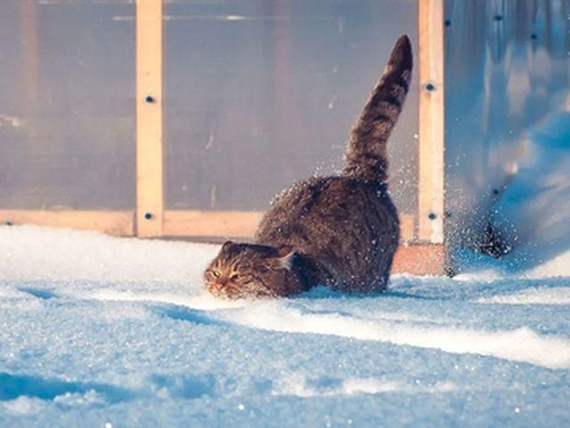 Сніг у Карпатах потішить лижників 13 листопада Сніг у Карпатах потішить лижників 13 листопада