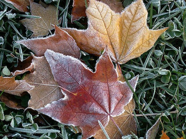 У Києві з 16 листопада — сніг та морози У Києві з 16 листопада — сніг та морози