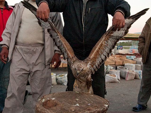 За месяц эксплуататоры хищных птиц зарабатывают до 240 тысяч гривен За месяц эксплуататоры хищных птиц зарабатывают до 240 тысяч гривен