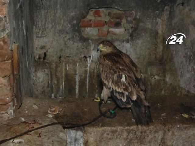 Эксплуатация птиц по всей Украине. Кто "крышует" такой заработок?