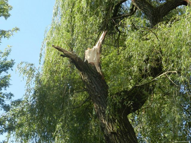 На Полтавщині дерево впало на 2 чоловіків. Постраждалі - у важкому стані На Полтавщині дерево впало на 2 чоловіків. Постраждалі - у важкому стані