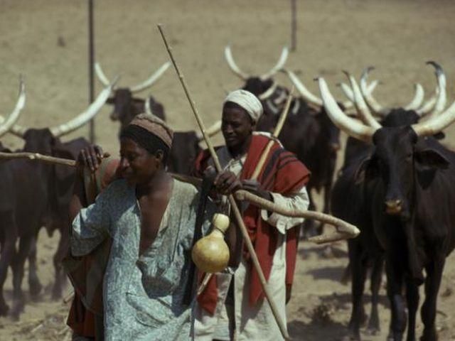 В Нигерии сожгли несколько сел: 30 погибших, - СМИ В Нигерии сожгли несколько сел: 30 погибших, - СМИ