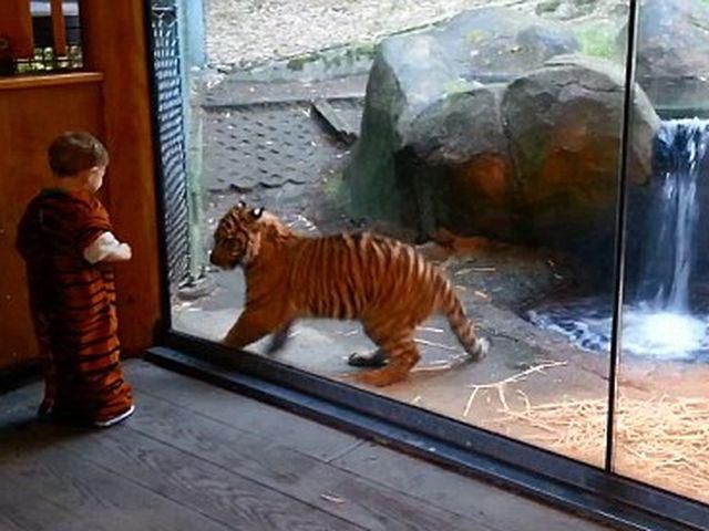 2-летний малыш в зоопарке поигрался с тигренком (Фото. видео)