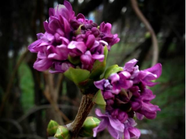 В Ужгороді розпустився бузок (Фото) В Ужгороді розпустився бузок (Фото)