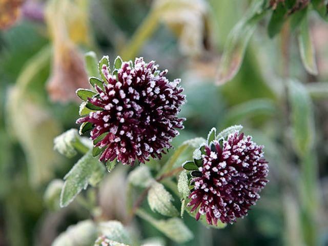 Морозы придут в Киев уже этой ночью Морозы придут в Киев уже этой ночью