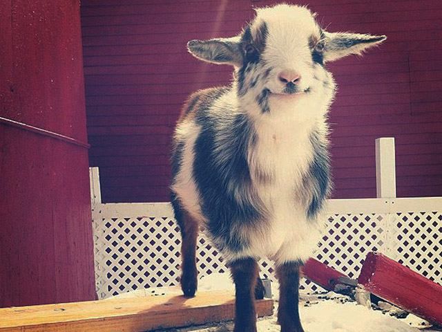 Кози теж вміють і люблять усміхатися Кози теж вміють і люблять усміхатися