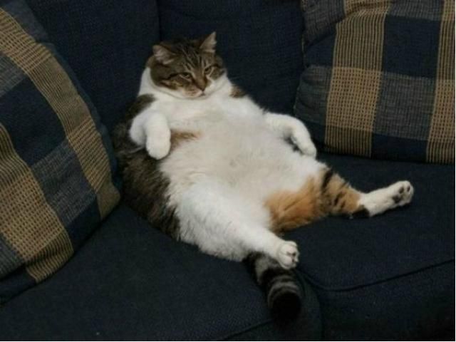 У Росії проломили стіну, щоб врятувати товстого кота У Росії проломили стіну, щоб врятувати товстого кота