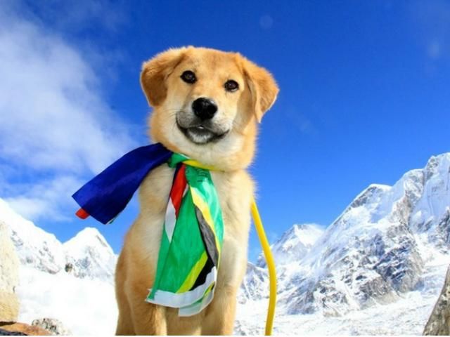 Фото дня: пес впервые покорил Эверест Фото дня: пес впервые покорил Эверест