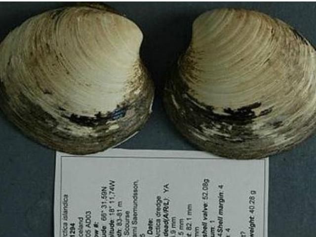 Ученые убили самое старое существо на Земле Ученые убили самое старое существо на Земле