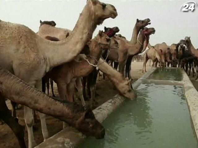 Індія приймає найбільший у світі ярмарок верблюдів