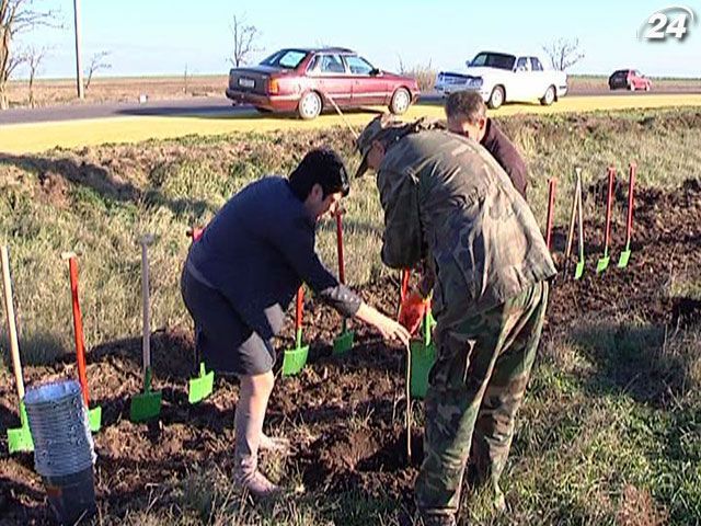 У Криму відновлюють лісосмуги, які вирубали у 90-х роках