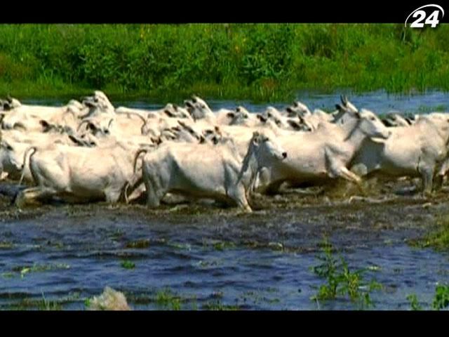 Робочі будні американського пастуха на найбільшій у світі території боліт Робочі будні американського пастуха на найбільшій у світі території боліт