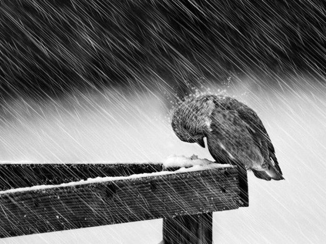 Снег в Украине ожидают 26 ноября Снег в Украине ожидают 26 ноября