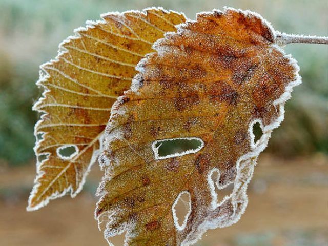 Київ чекає похолодання та мороз Київ чекає похолодання та мороз