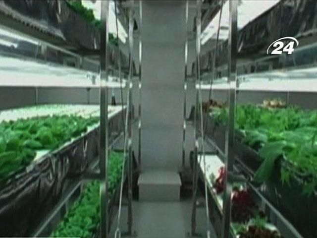Urban Farming - ферма посреди города Urban Farming - ферма посреди города