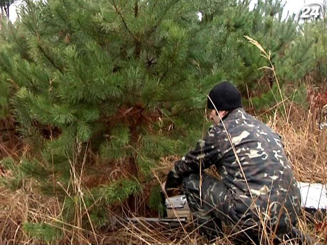 Волинська область готова продати 105 тисяч зелених красунь Волинська область готова продати 105 тисяч зелених красунь