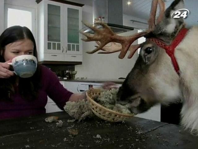 В Финляндии живет домашний олень В Финляндии живет домашний олень