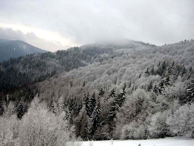В Карпатах штормовое предупреждение и сильный ветер В Карпатах штормовое предупреждение и сильный ветер