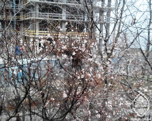 На Одещині посеред зими зацвіла японська слива (Фото)