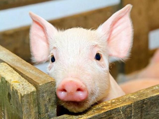 На Луганщині оголосили карантин через африканську чуму свиней 