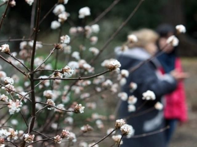 В столичном ботаническом саду расцвели растения (Фото) В столичном ботаническом саду расцвели растения (Фото)