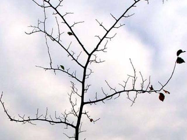 Нынешняя украинская зима рекордно превышает климатическую норму Нынешняя украинская зима рекордно превышает климатическую норму