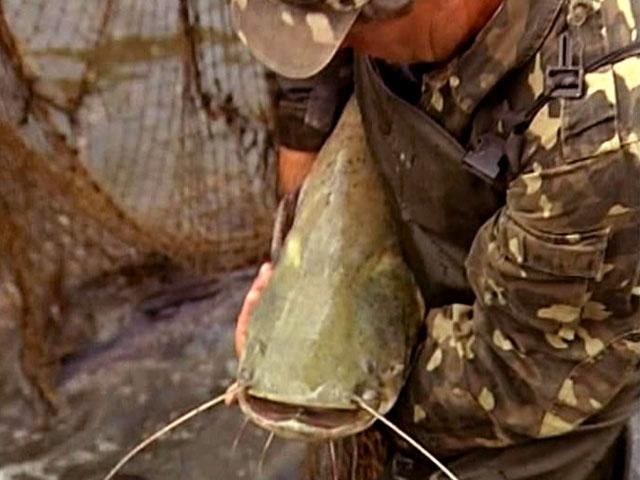 Украина сможет обеспечить население на 70-80% собственной рыбой Украина сможет обеспечить население на 70-80% собственной рыбой