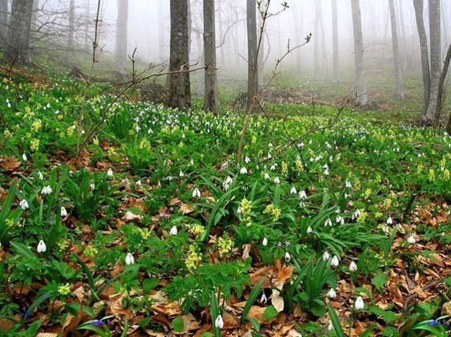 День влюбленных в Украине будет теплым - в Крыму +20 День влюбленных в Украине будет теплым - в Крыму +20