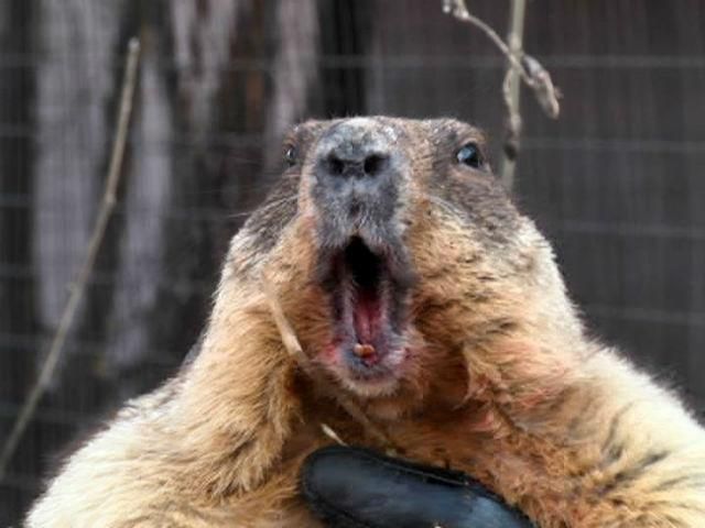 Львівський бабак спрогнозував 6 тижнів зими Львівський бабак спрогнозував 6 тижнів зими