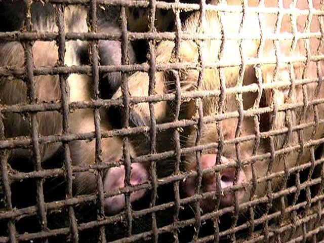 Африканская чума свиней добралась до Луганска Африканская чума свиней добралась до Луганска