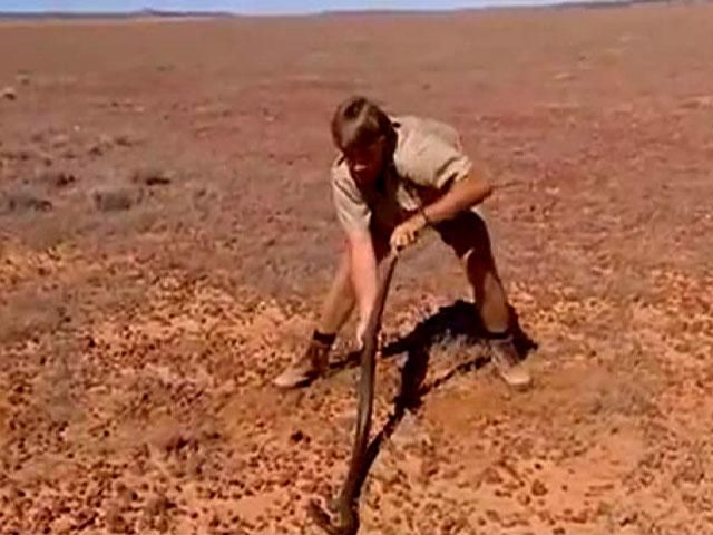 22 февраля - родился "охотник за рептилиями" Стив Ирвин 22 февраля - родился "охотник за рептилиями" Стив Ирвин