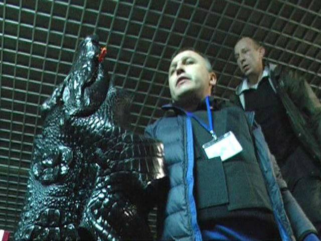 Очередная находка в Межигорье - черная кожа аллигатора Очередная находка в Межигорье - черная кожа аллигатора