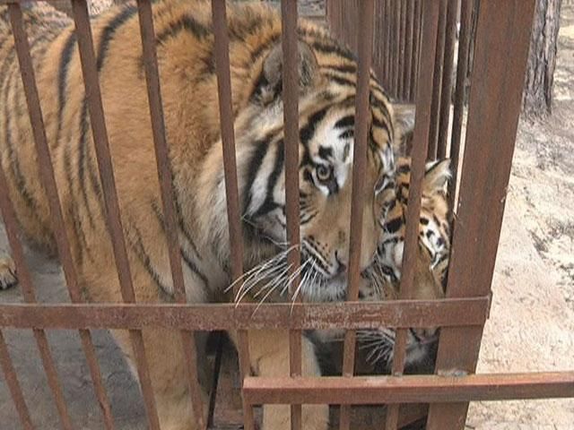 В будинку Клименка знайшли хижих тварин