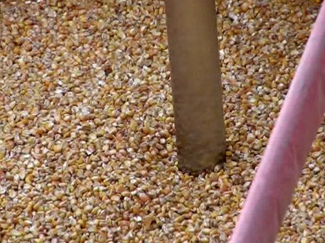 Ціни на зернові культури зросли на 150-200 гривень за тонну Ціни на зернові культури зросли на 150-200 гривень за тонну