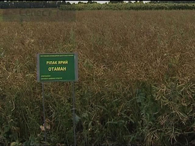 Крымский урожай может остаться без покупателя