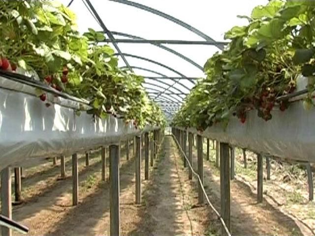 Фермеры с юга Украины останутся без рынков сбыта, - Агроинвест