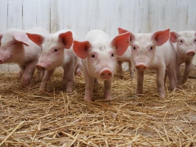 В Росії з початку року зафіксовано 4 осередки африканської чуми свиней В Росії з початку року зафіксовано 4 осередки африканської чуми свиней