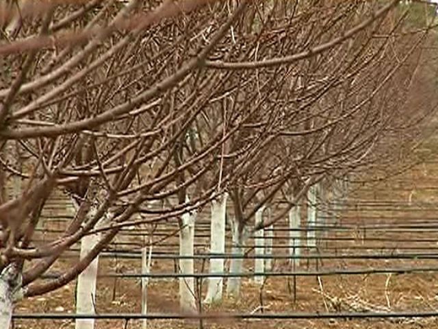 Через заморозки українці залишаться без черешні Через заморозки українці залишаться без черешні