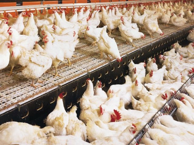 Россия не пропустила украинский курятину в Узбекистан