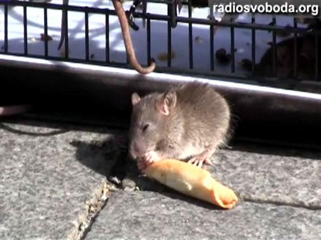 Активисты принесли под Кабинет Министров клетку с крысами (Видео)